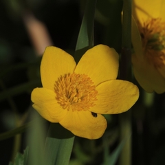 Caltha palustris palustris