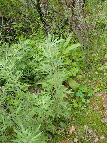 iNaturalist observation photo of California mugwort