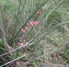 Hesperaloe parviflora