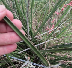 Hesperaloe parviflora