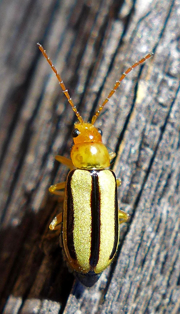 Synetocephalus