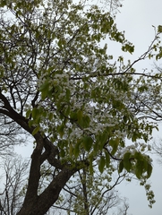 Pyrus ussuriensis