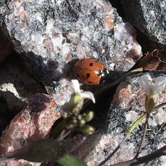 Coccinella septempunctata