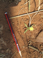 Hypoxis angustifolia