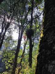 Tillandsia prodigiosa