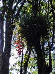 Tillandsia prodigiosa