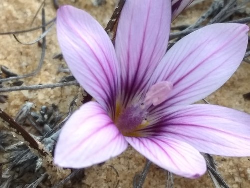 Reedriver Froetang (Romulea lilacina)