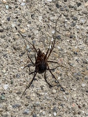 Protolophus singularis