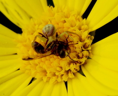 Misumenops rubrodecoratus