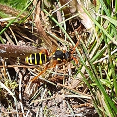 Nomada goodeniana
