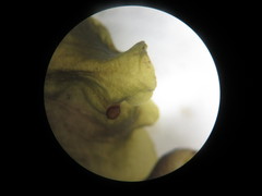 Peltigera hydrothyria