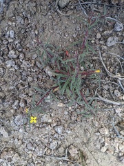 Camissonia pusilla