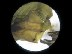 Peltigera hydrothyria