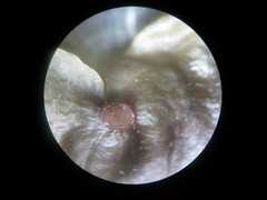 Peltigera hydrothyria