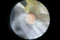 Peltigera hydrothyria