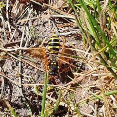 Nomada goodeniana