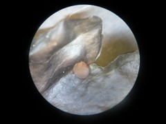 Peltigera hydrothyria