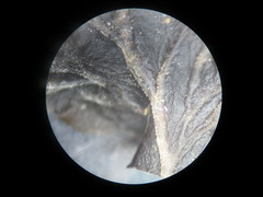 Peltigera hydrothyria