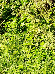 Laportea peduncularis