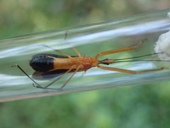 Endochus cingalensis