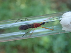 Endochus cingalensis