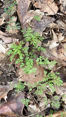 Erigenia bulbosa