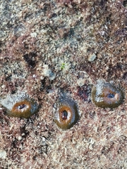 Spheractis cheungae