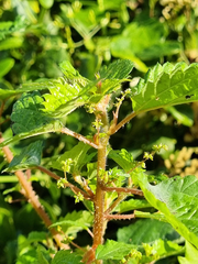 Laportea peduncularis