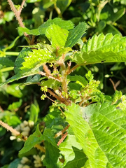 Laportea peduncularis