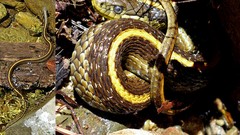 Thamnophis atratus