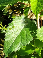 Laportea peduncularis