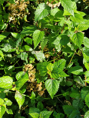 Laportea peduncularis