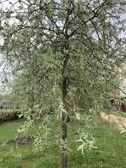 Pyrus salicifolia