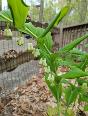 Polygonatum biflorum