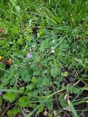 Erodium cicutarium