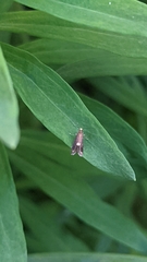 Psychoides filicivora