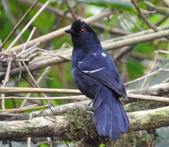 Pyriglena leucoptera