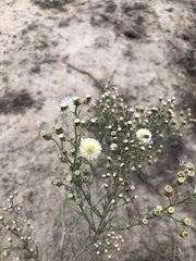Asteraceae