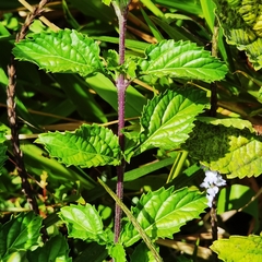 Stachytarpheta calderonii