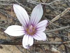 Romulea lilacina