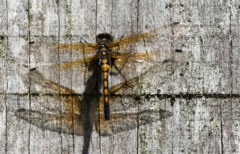Leucorrhinia rubicunda
