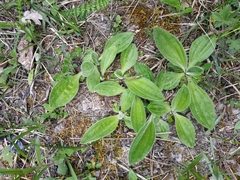 Plantago urvillei