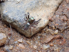 Colopsus