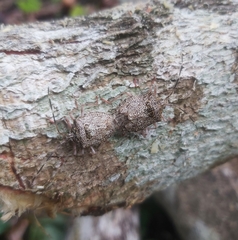 Dinocoris rufitarsus