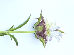 Monarda citriodora