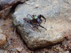 Colopsus