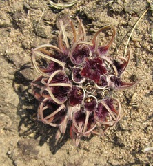 Brachystelma barberae