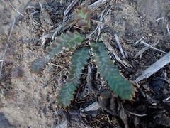 Euphorbia stellata