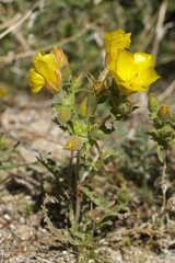 Mentzelia eremophila