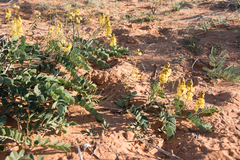 Senna italica arachoides